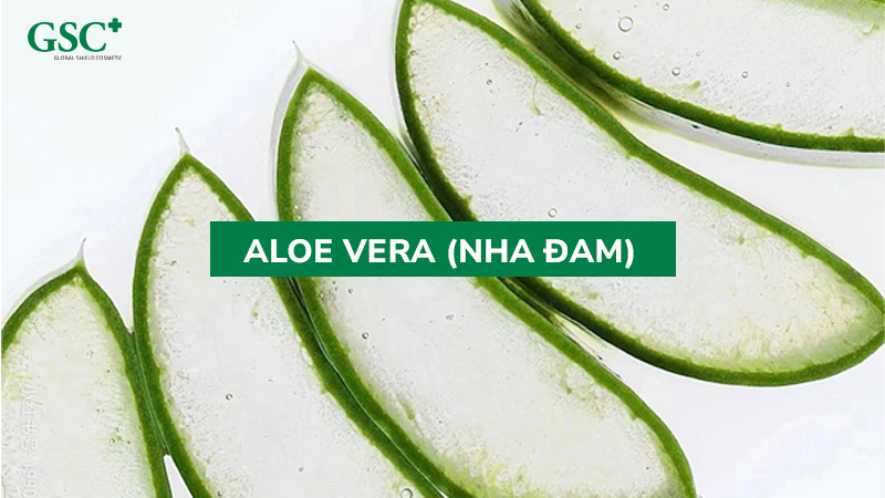 Aloe Vera (Nha đam)