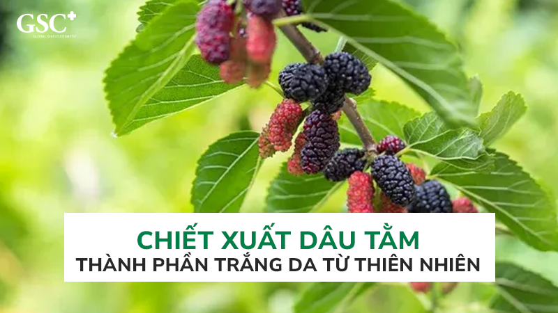 Chiết xuất dâu tằm