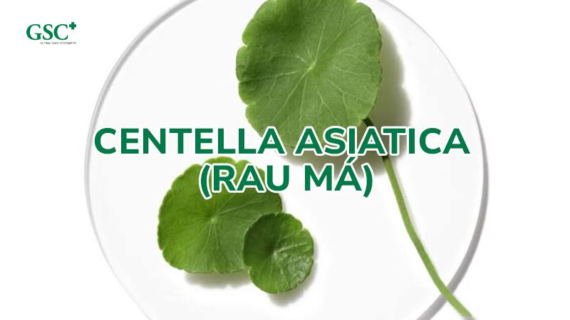 Centella Asiatica (Rau Má)