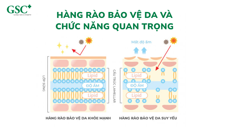 Chức năng Hàng rào bảo vệ da